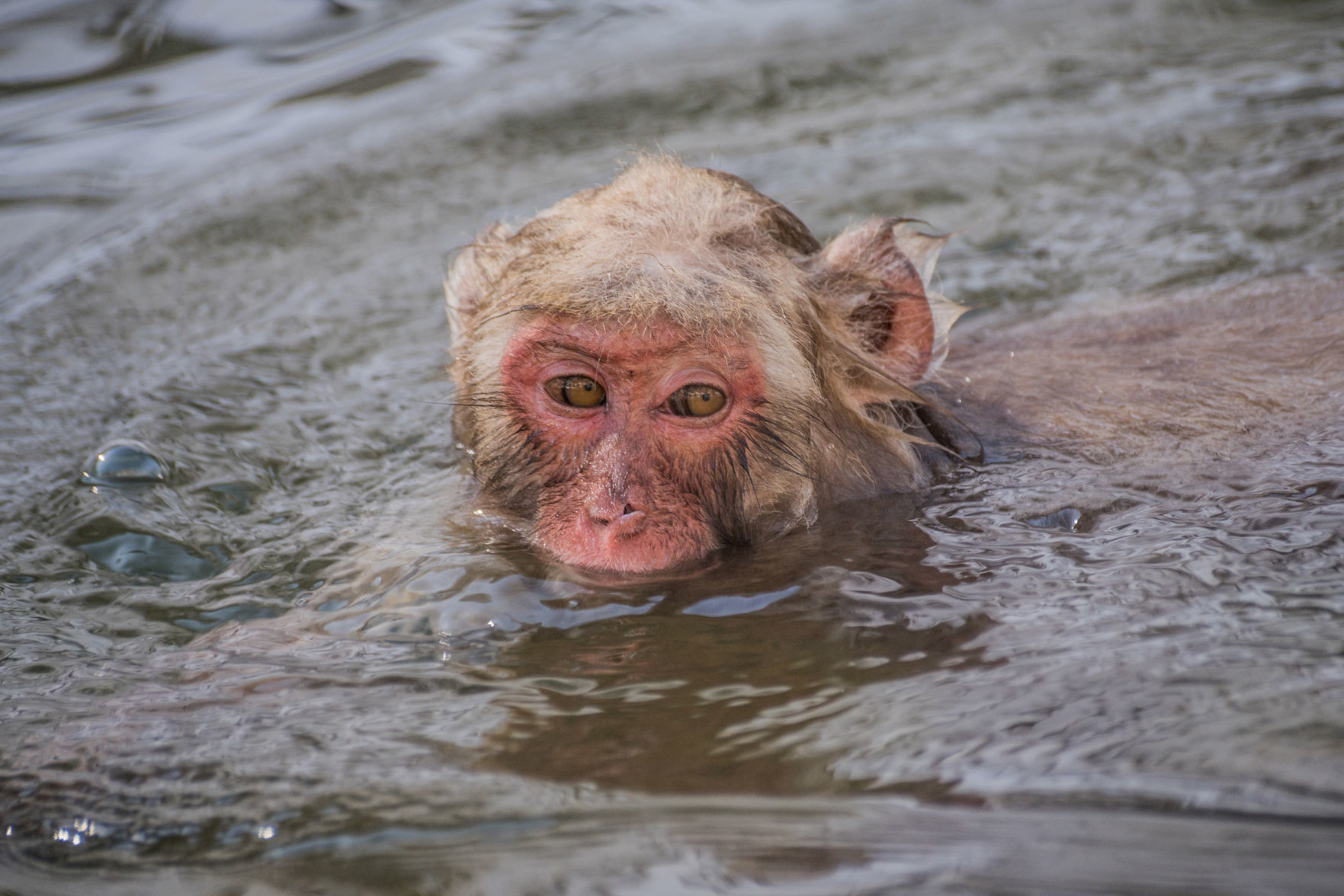 Jigokudani Snow Monkey